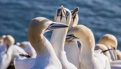 B体育中国内陆官方网站-豪门对战！法国女队迎战西班牙，这场比赛谁会笑到最后，法国女篮西班牙女篮直播