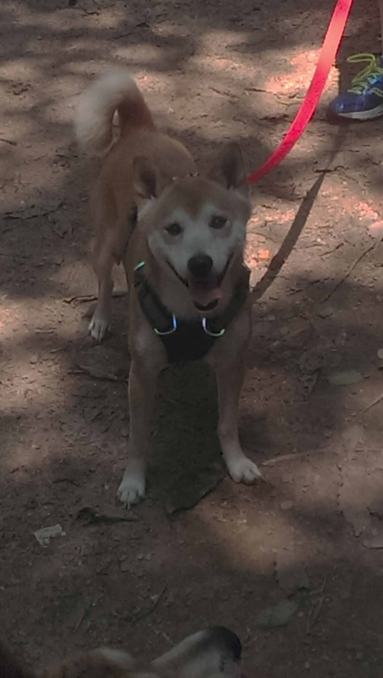 _火箭队迎头赶上,争取季后赛门票_,火箭队2022