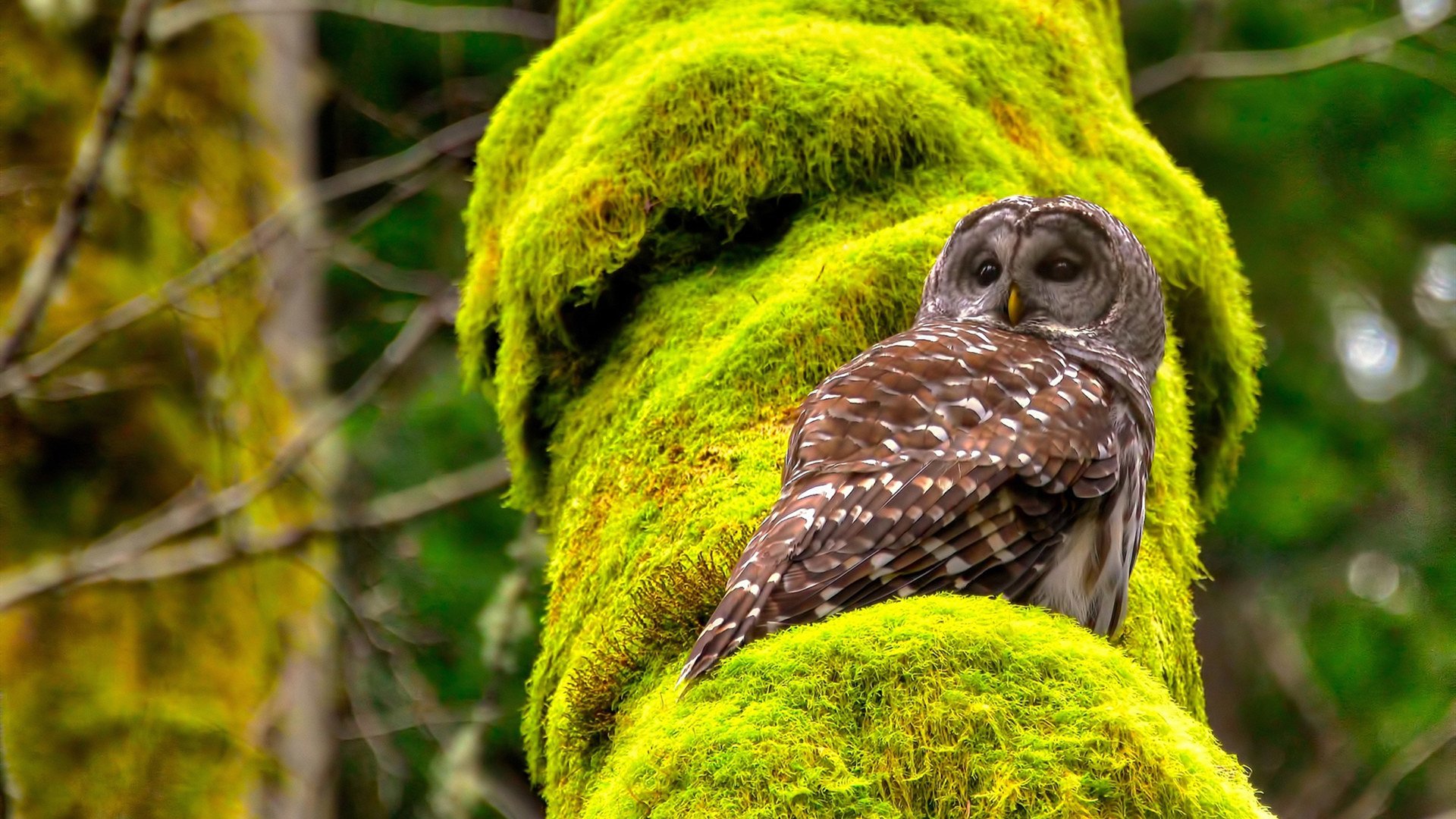 守望先锋 新赛季引入更多国际赛事,守望先锋2022赛季