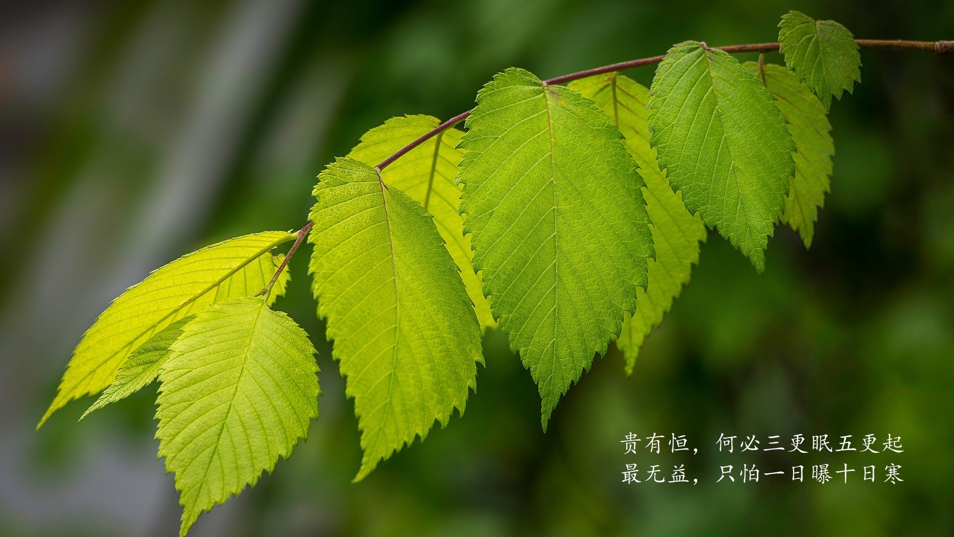 詹姆斯复出火力全开 带队力挽狂澜，詹姆斯强势复出