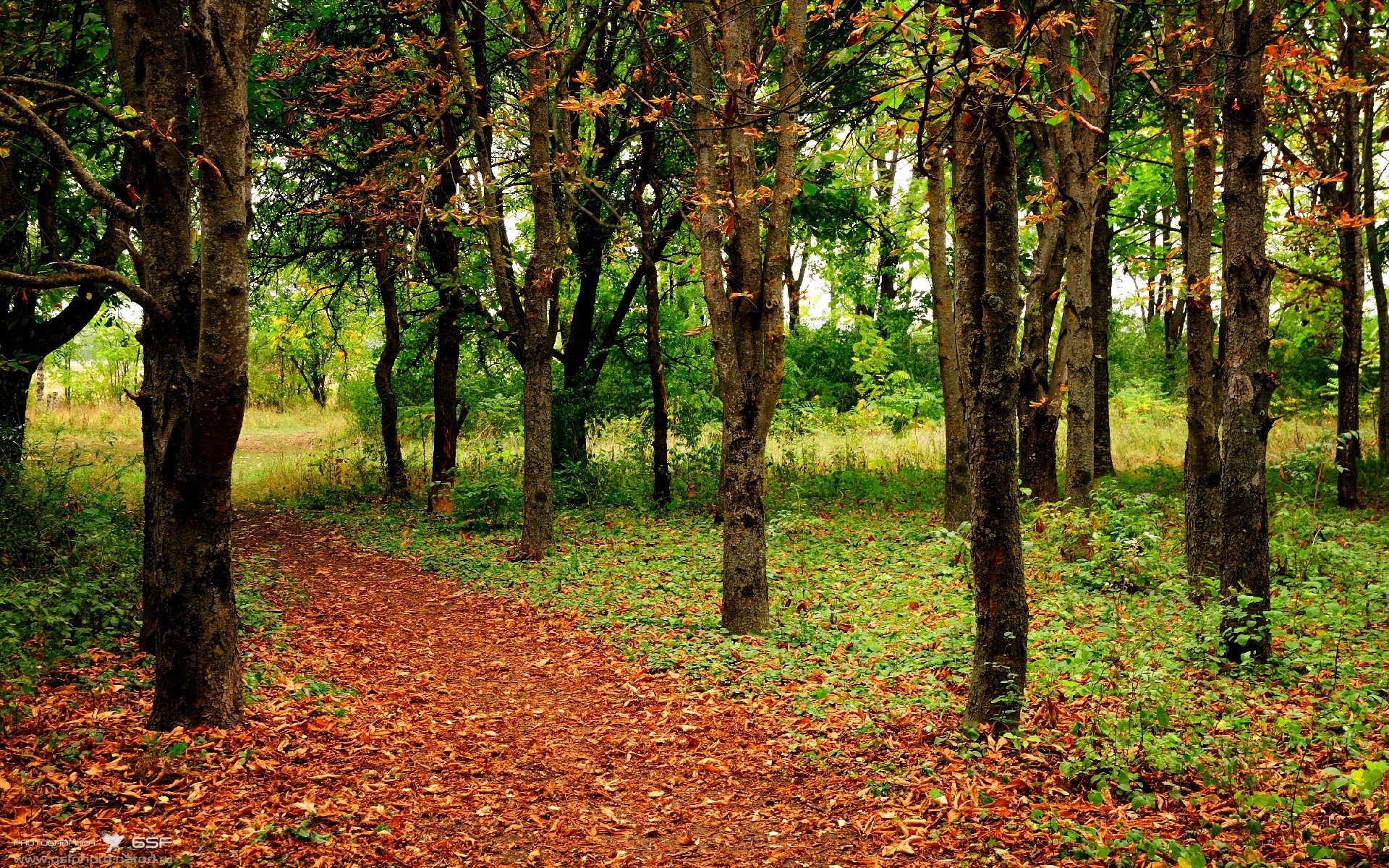 AC米兰锋线爆发持续扩大比分优势,ac米兰巅峰