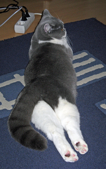 国家队缺乏梯队传承型中场组织核心,国家队缺乏梯队传承型中场组织核心力量