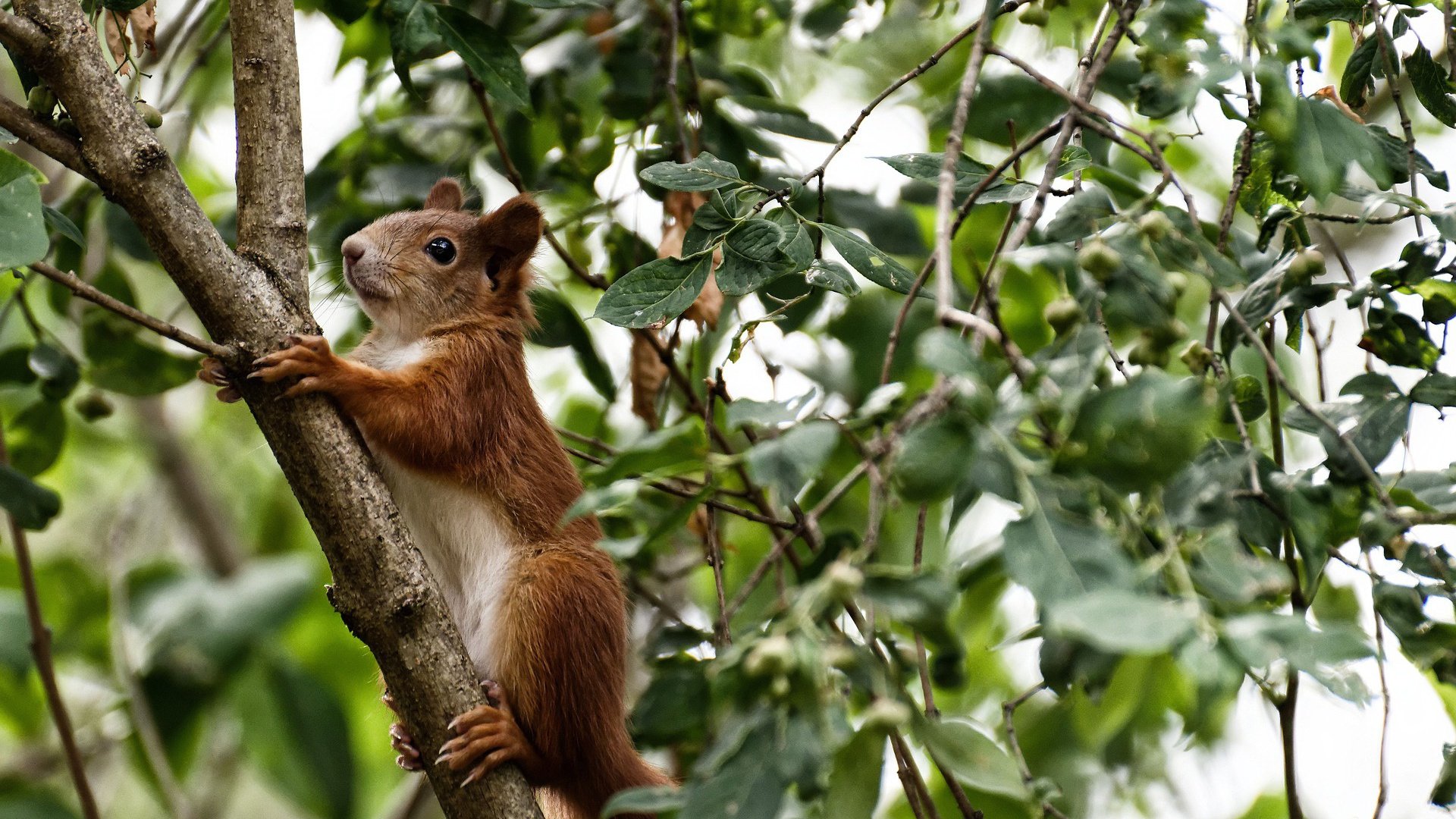 女子蝶泳选手冲击决赛席位,女子蝶泳决赛视频