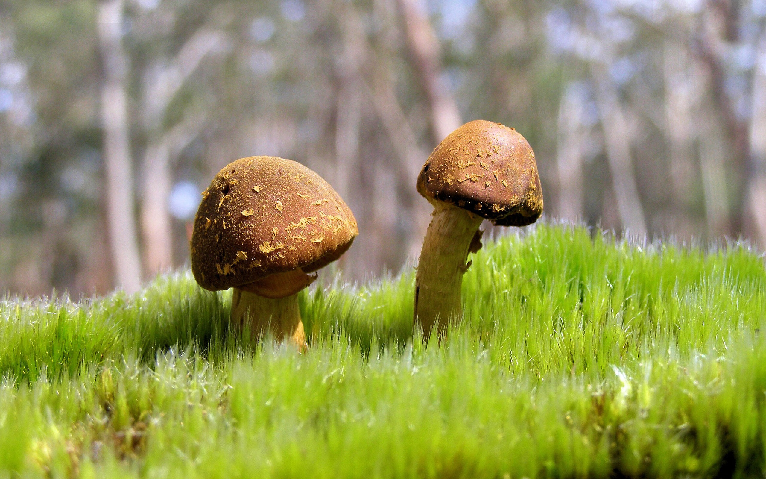 山西龙狮提升球权分配效率降低失误率，龙狮球员