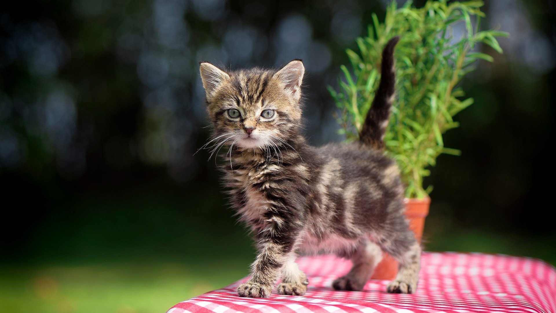 BSPORT 官网-波兰队未来目标：如何在国际赛场上迎头赶上强队，波兰队战绩