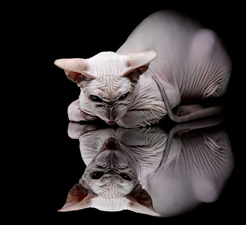 塞尔维亚男篮在欧洲预赛中表现优异,迈向更大舞台,塞尔维亚男篮怎么样