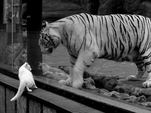 B体育中国官方平台-欧洲杯门将扑救集锦，欧洲杯门将扑救榜