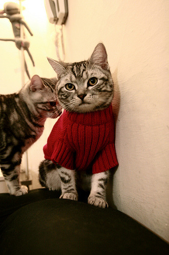 b体育平台-法甲未来之星：新秀崭露头角引领大势，法甲潜力球员